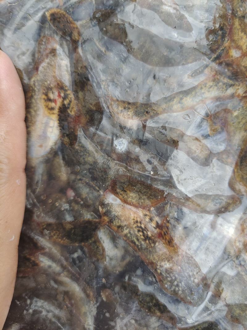 冷水老头鱼，瞎噶，胖头，安康，大小规格都有
