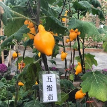 五指茄，别名五奶果药用价值