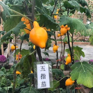 五指茄，别名五奶果药用价值