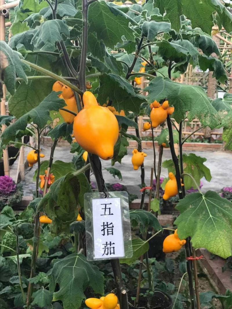 五指茄，别名五奶果药用价值