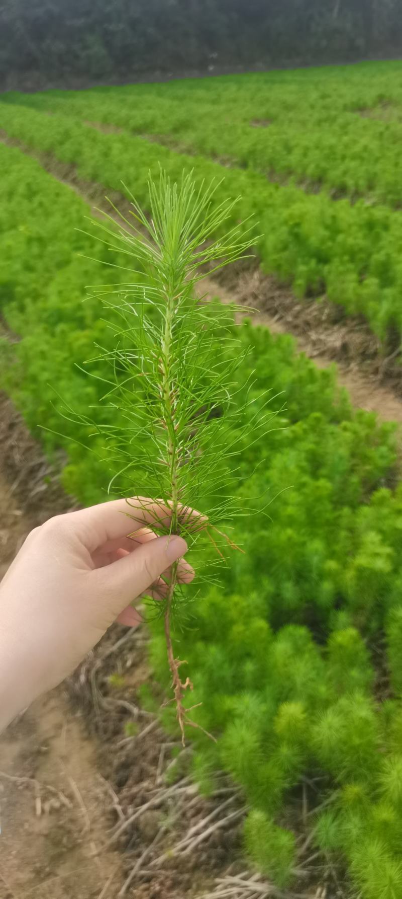 大量供应马尾松小苗，湿地松杯一年生小苗，价格优，欢迎选购