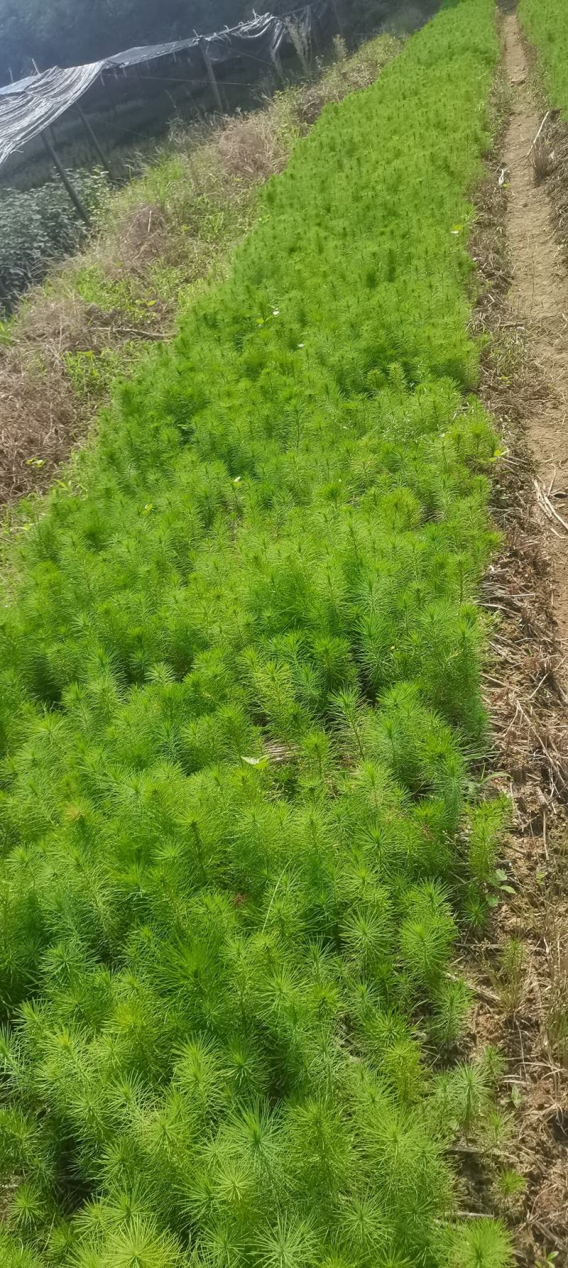 大量供应马尾松小苗，湿地松杯一年生小苗，价格优，欢迎选购