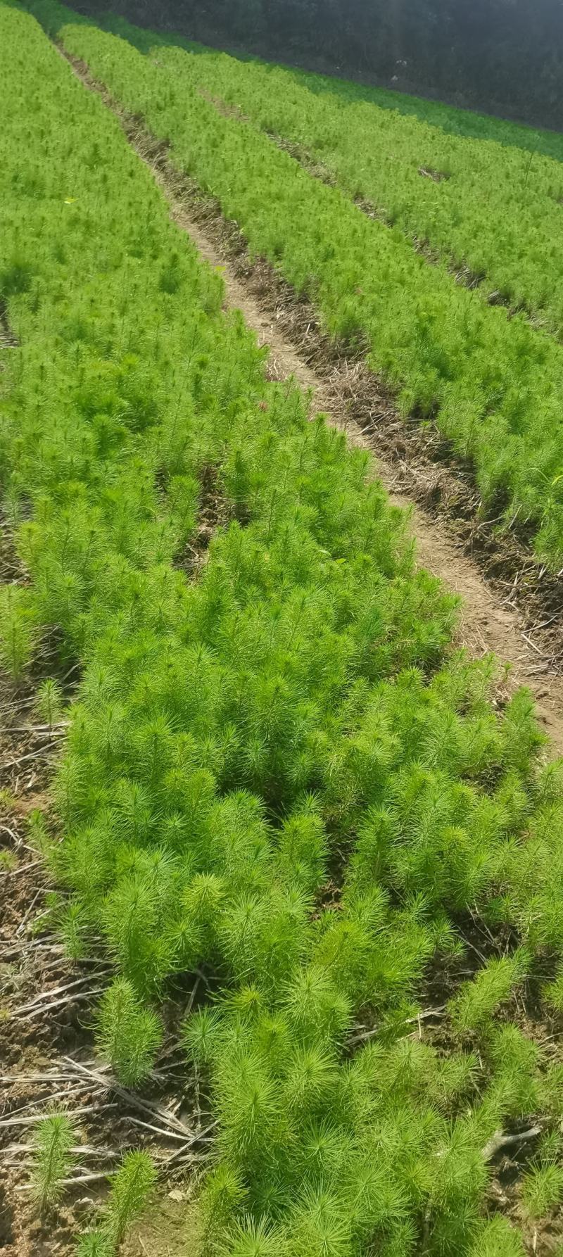 大量供应马尾松小苗，湿地松杯一年生小苗，价格优，欢迎选购