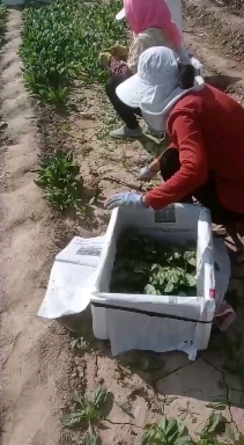 【实力代收】【热卖菠菜】大叶菠菜滨洲惠民万亩基地直供市场