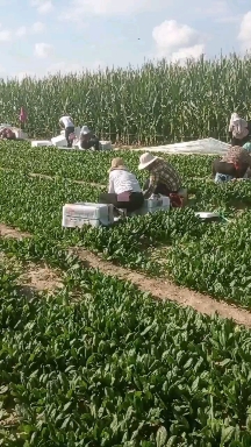 【实力代收】【热卖菠菜】大叶菠菜滨洲惠民万亩基地直供市场