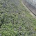 蓝花鼠尾草基地大小盆大量有货，支持绿化。