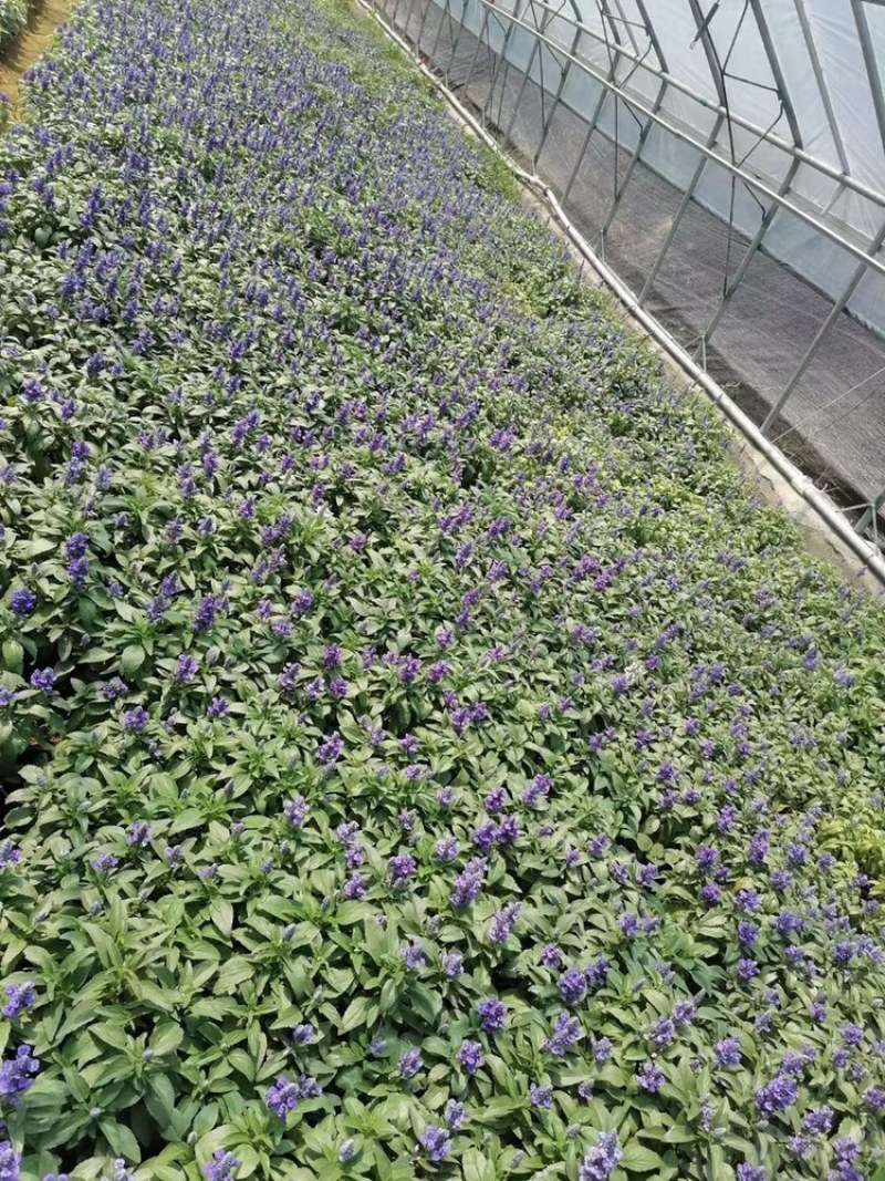 蓝花鼠尾草基地大小盆大量有货，支持绿化。