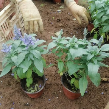 蓝花鼠尾草基地大小盆大量有货，支持绿化。