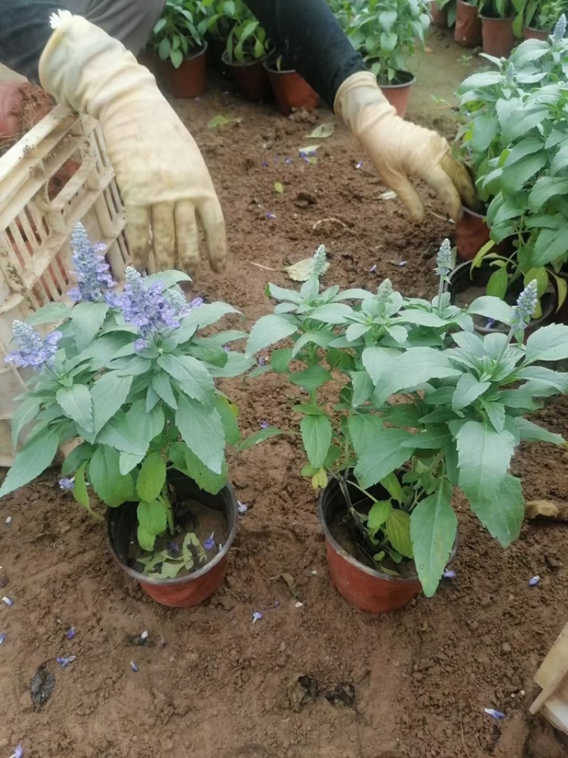 蓝花鼠尾草基地大小盆大量有货，支持绿化。