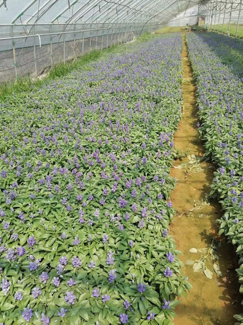 蓝花鼠尾草基地大小盆大量有货，支持绿化。