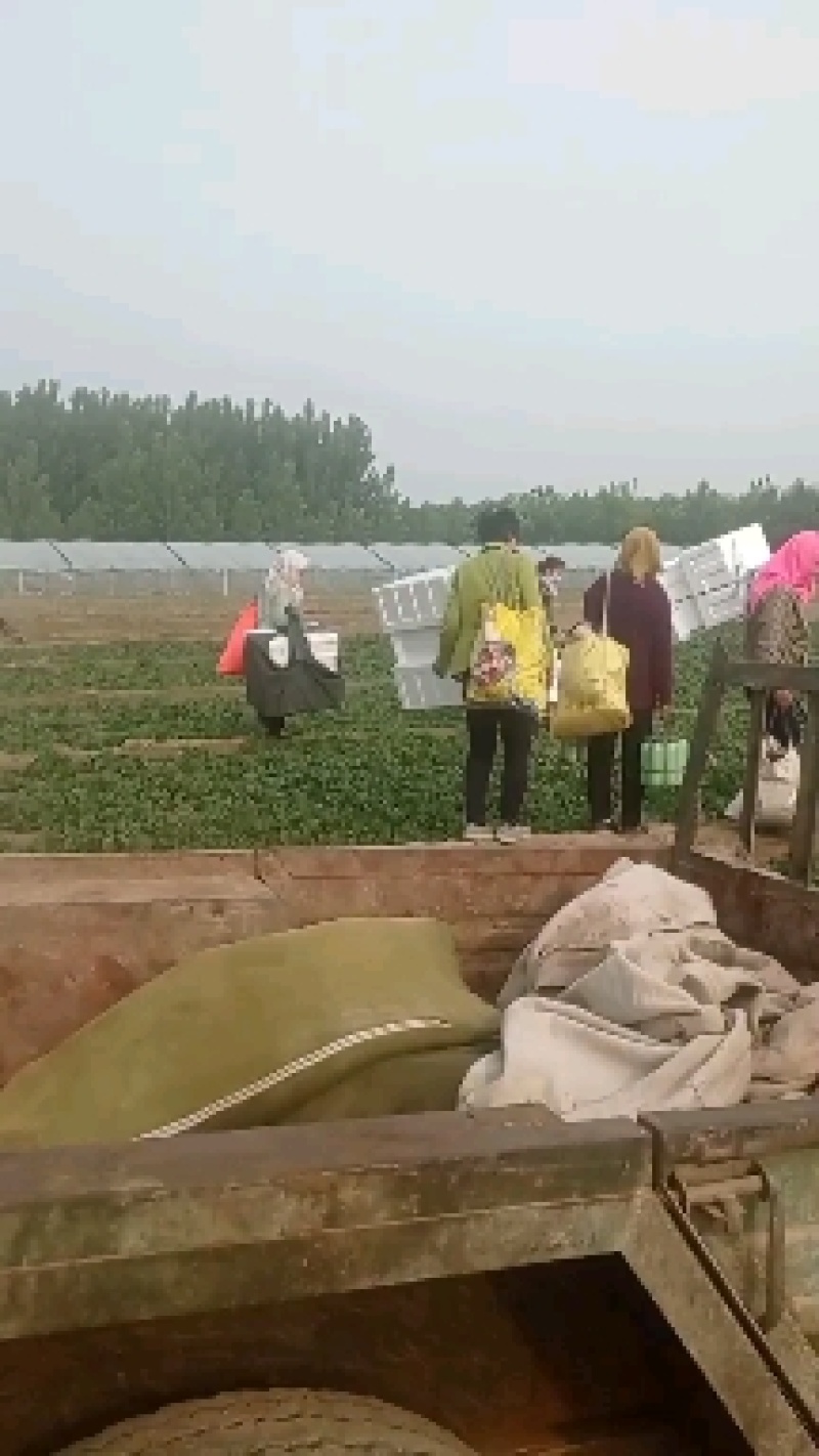 【实力代收】【热卖菠菜】大叶菠菜滨洲惠民万亩基地直供市场