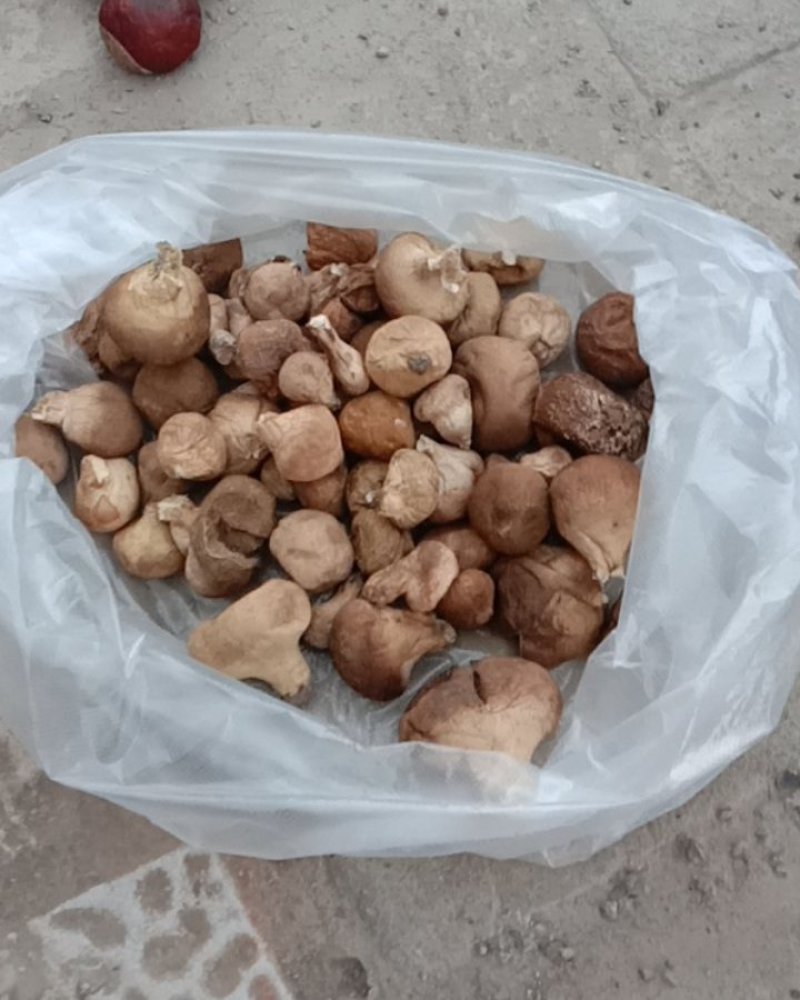 马勃，马皮炮，中药材！！！