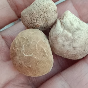 马勃，马皮炮，中药材！！！
