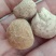 马勃，马皮炮，中药材！！！