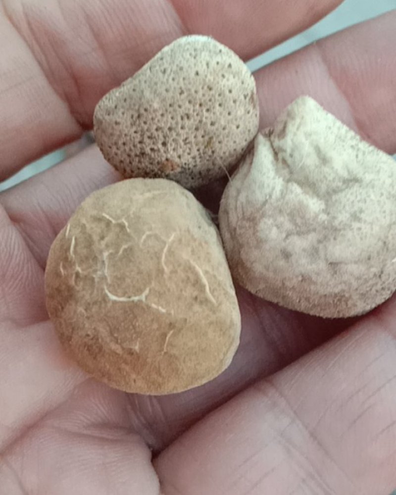 马勃，马皮炮，中药材！！！