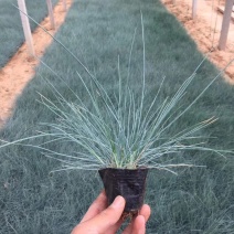 蓝羊毛