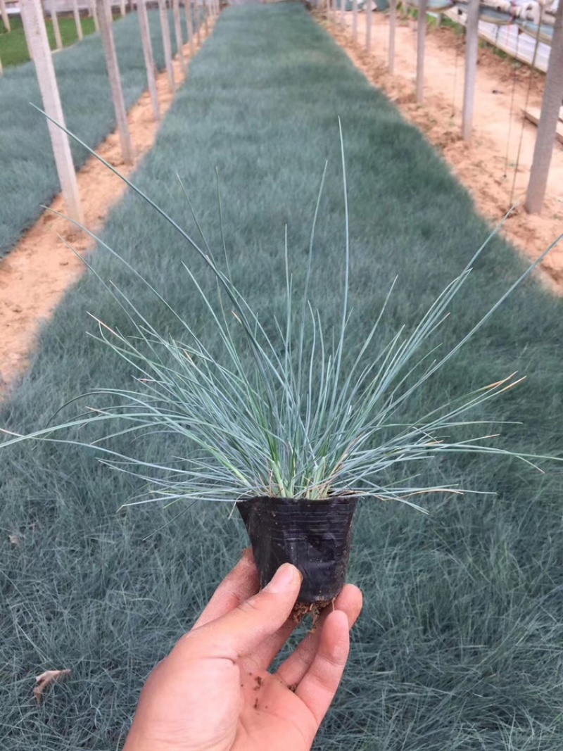 蓝羊毛