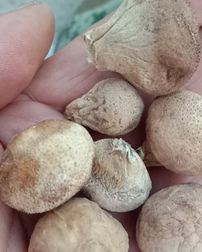 马勃，马皮炮，中药材！！！