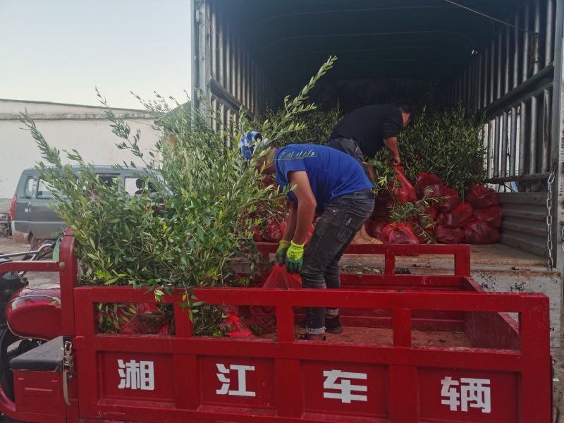精品高度50公分—1.2米的油橄榄袋苗