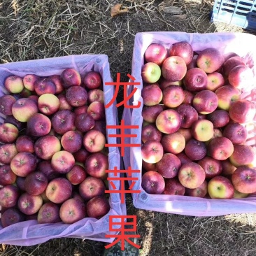 东北特产龙丰苹果产地吉林四平