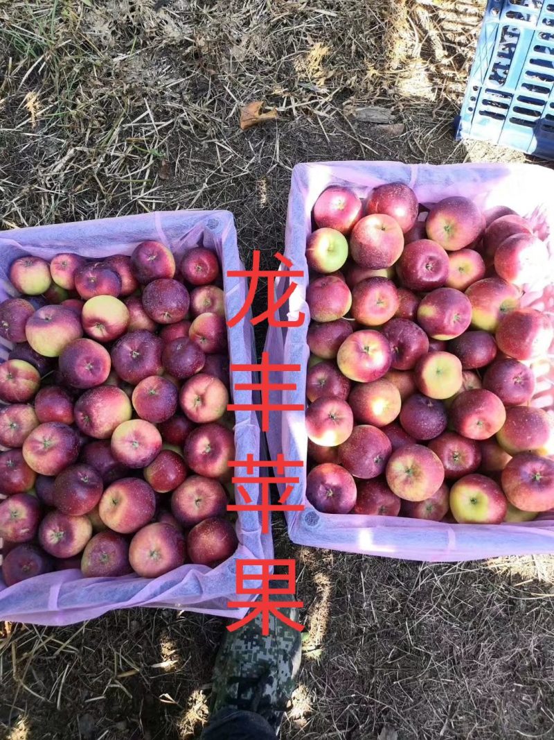 东北特产龙丰苹果产地吉林四平