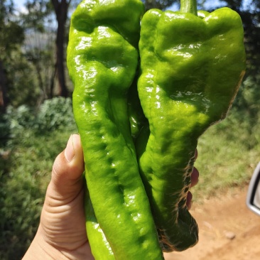 泡椒