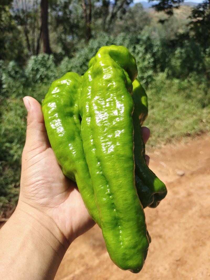 泡椒