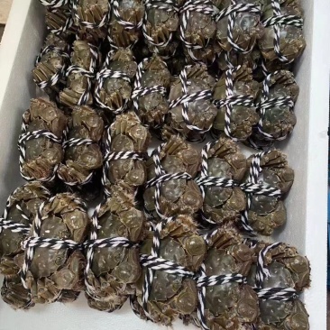 大闸蟹