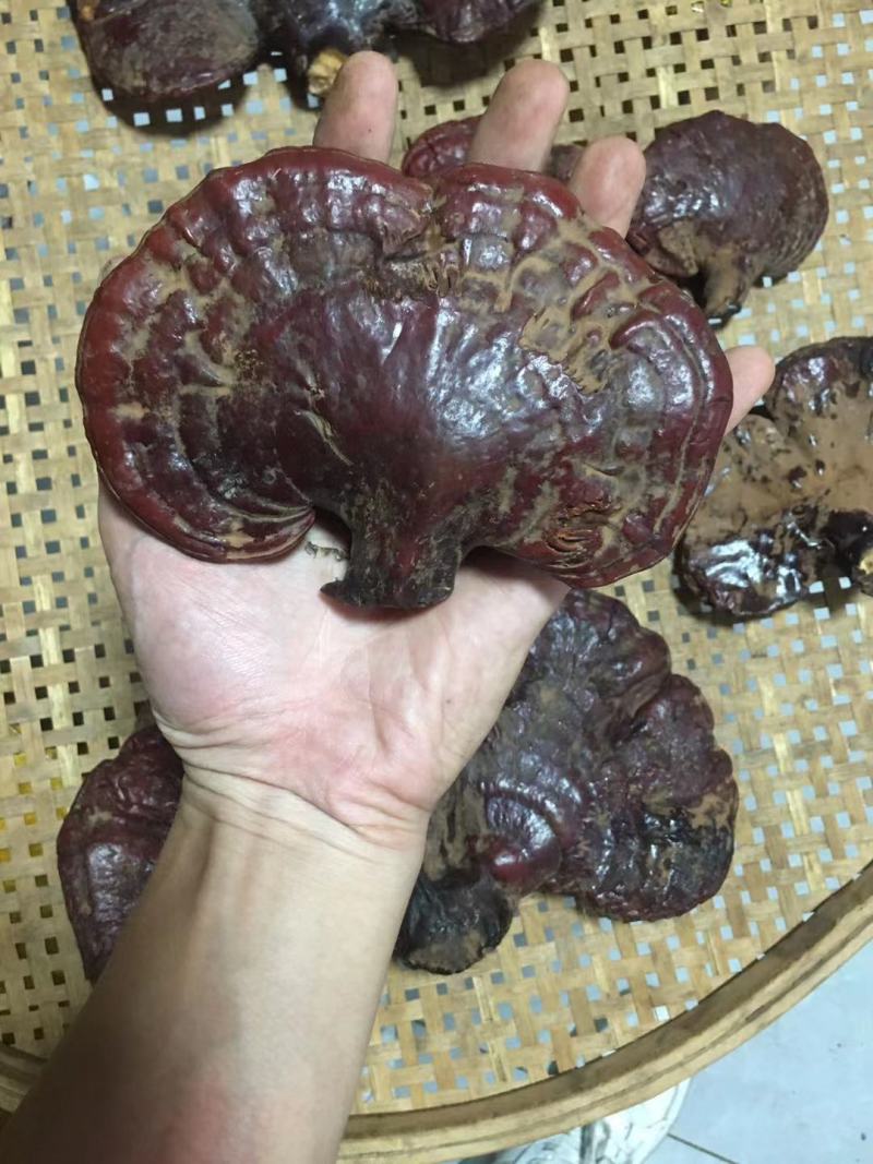 西藏松杉灵芝白心灵芝虫草味灵芝纯野生新货干货