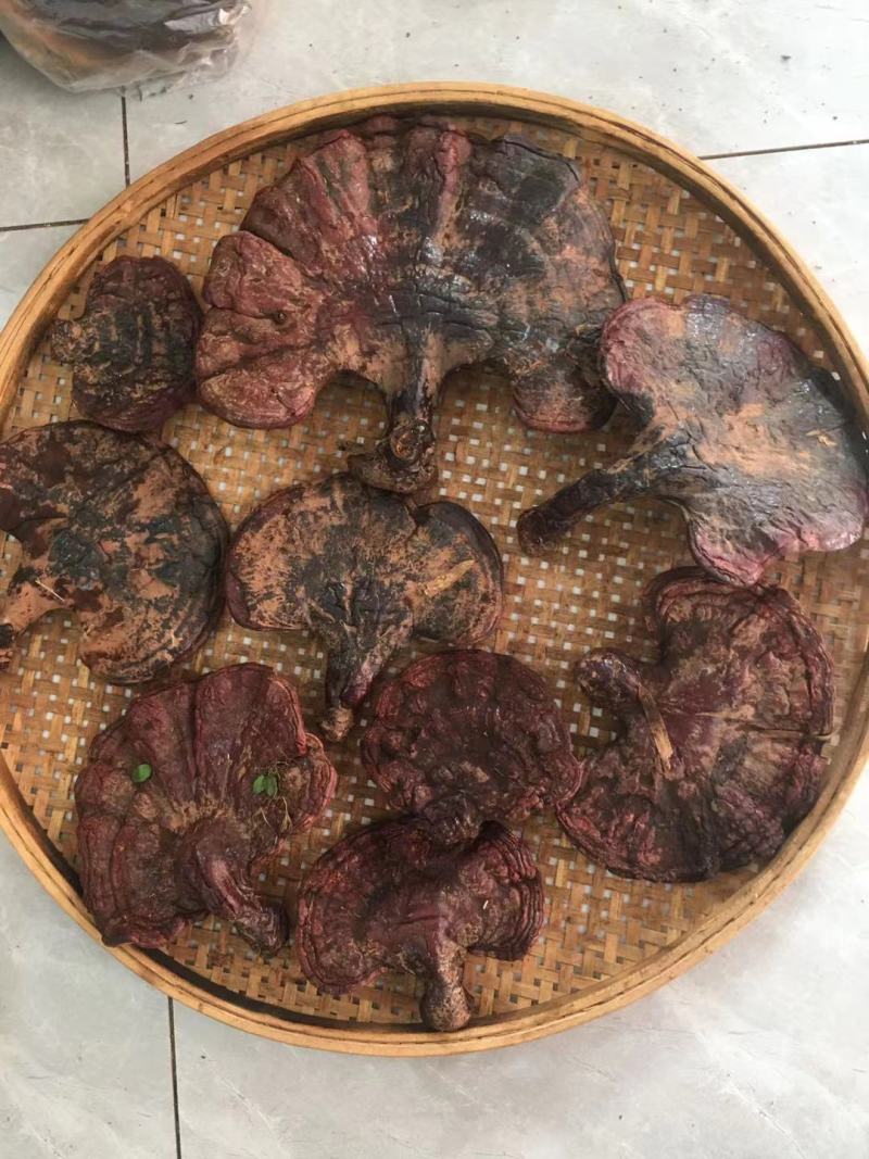 西藏松杉灵芝白心灵芝虫草味灵芝纯野生新货干货