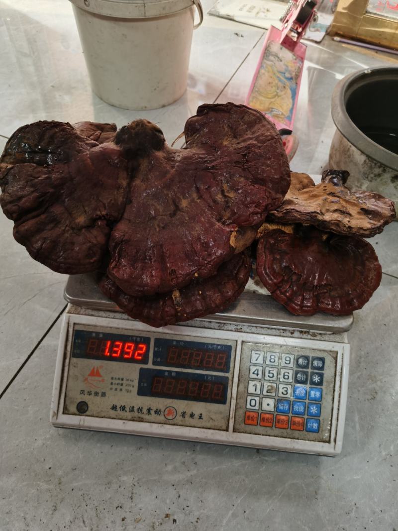 西藏松杉灵芝白心灵芝虫草味灵芝纯野生新货干货