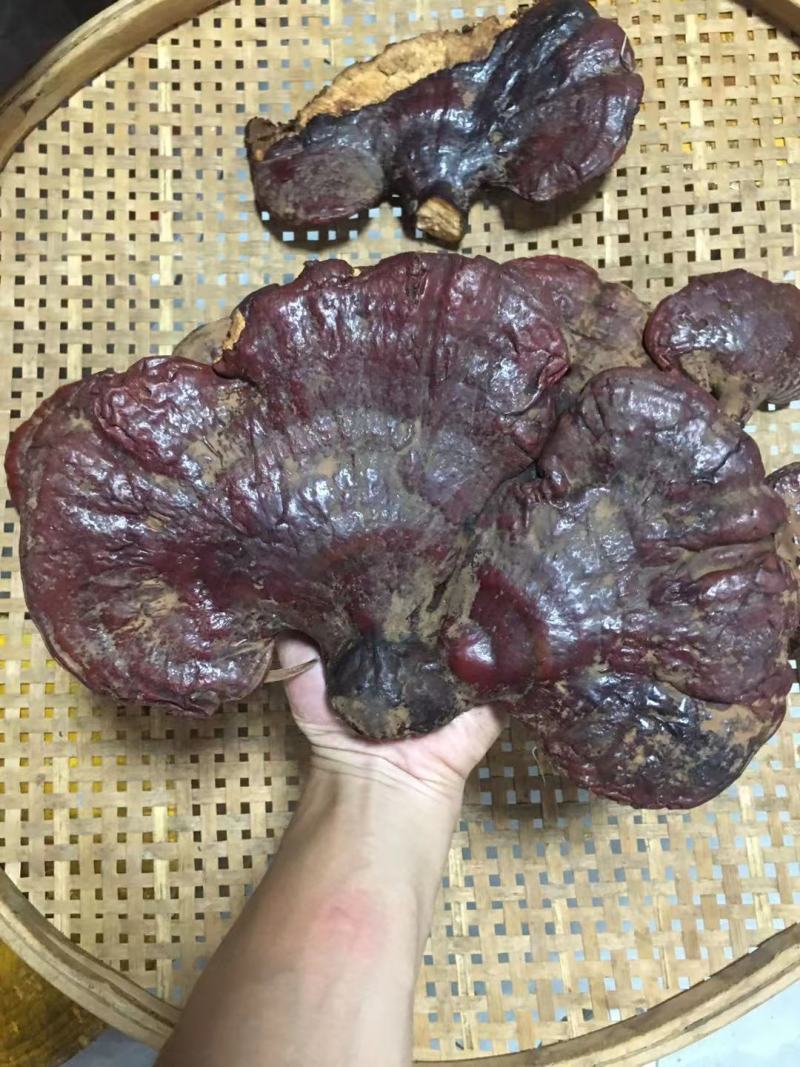 西藏松杉灵芝白心灵芝虫草味灵芝纯野生新货干货