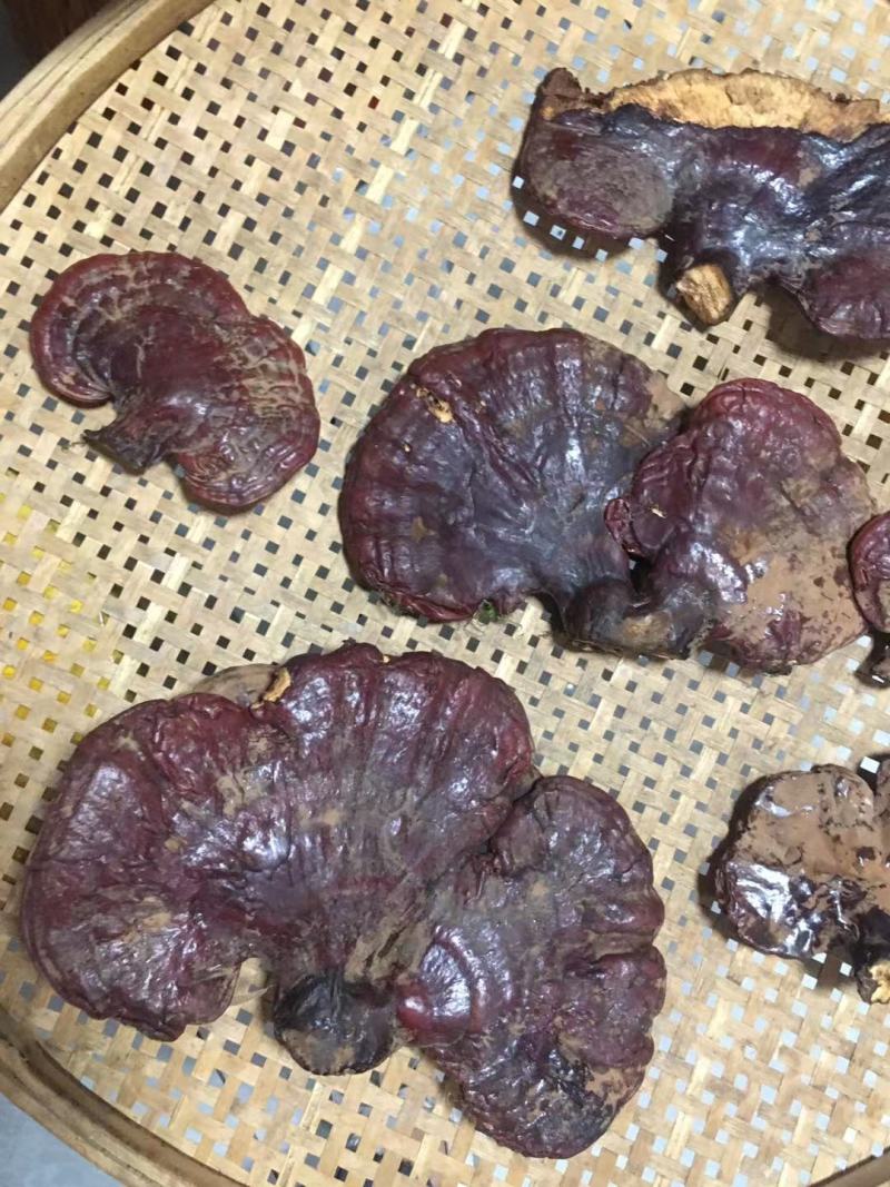 西藏松杉灵芝白心灵芝虫草味灵芝纯野生新货干货