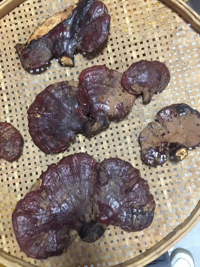 西藏松杉灵芝白心灵芝虫草味灵芝纯野生新货干货
