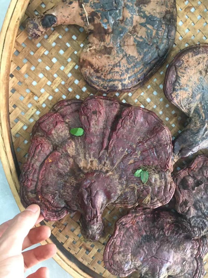 西藏松杉灵芝白心灵芝虫草味灵芝纯野生新货干货