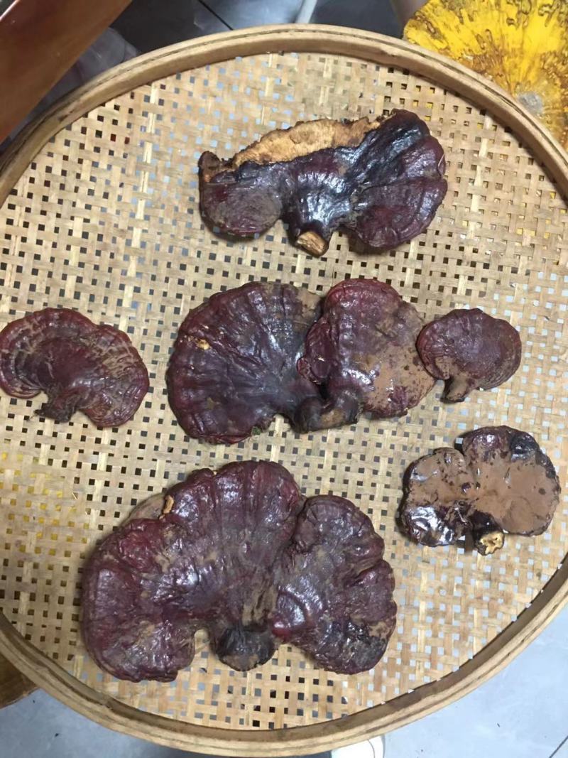 西藏松杉灵芝白心灵芝虫草味灵芝纯野生新货干货