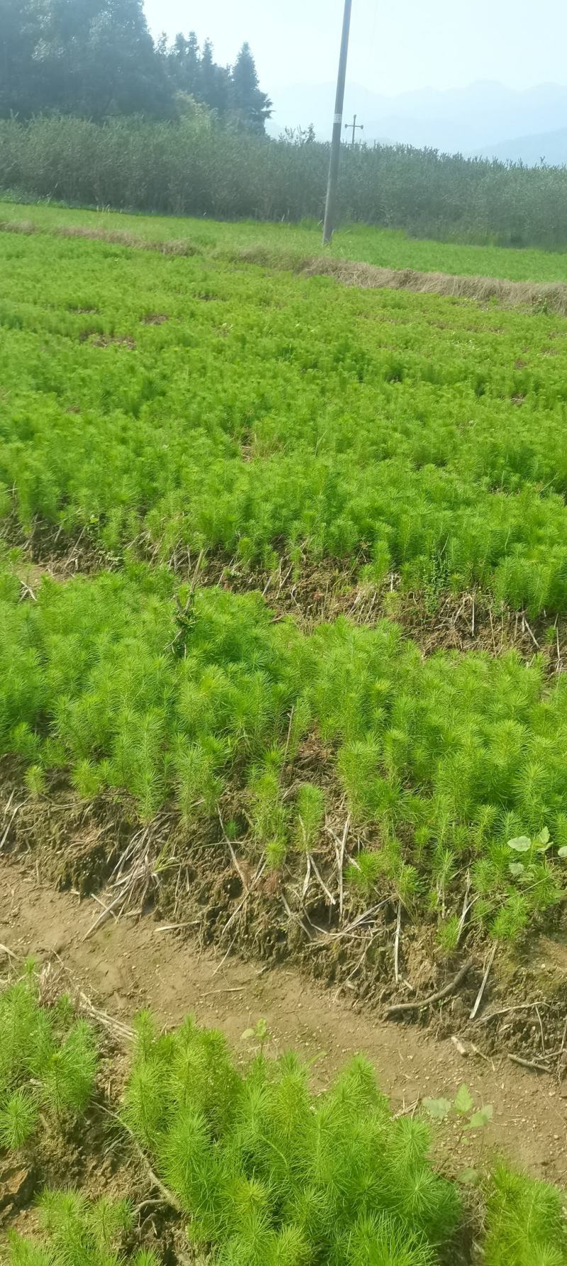 江西宜春供应马尾松苗，马尾松杯苗，苗圃直供，走量批发，