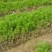 江西宜春供应马尾松苗，马尾松杯苗，苗圃直供，走量批发，