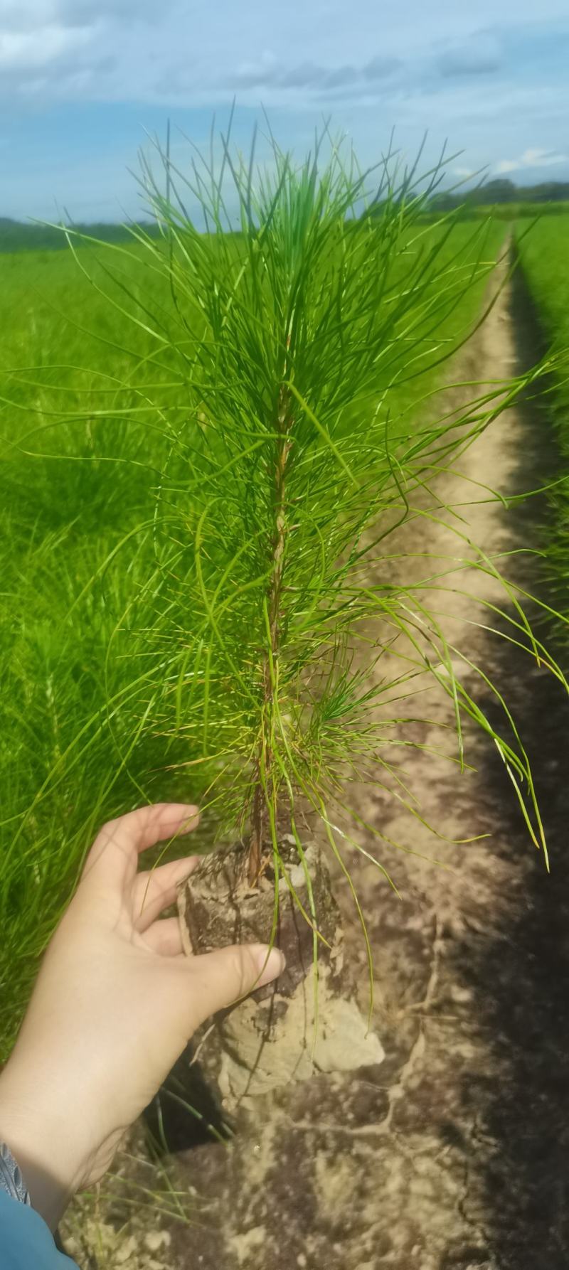 现货供应马尾松苗，湿地松杯苗马尾松杯苗1-5公分湿地松
