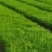 现货供应马尾松苗，湿地松杯苗马尾松杯苗1-5公分湿地松