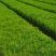 现货供应马尾松苗，湿地松杯苗马尾松杯苗1-5公分湿地松