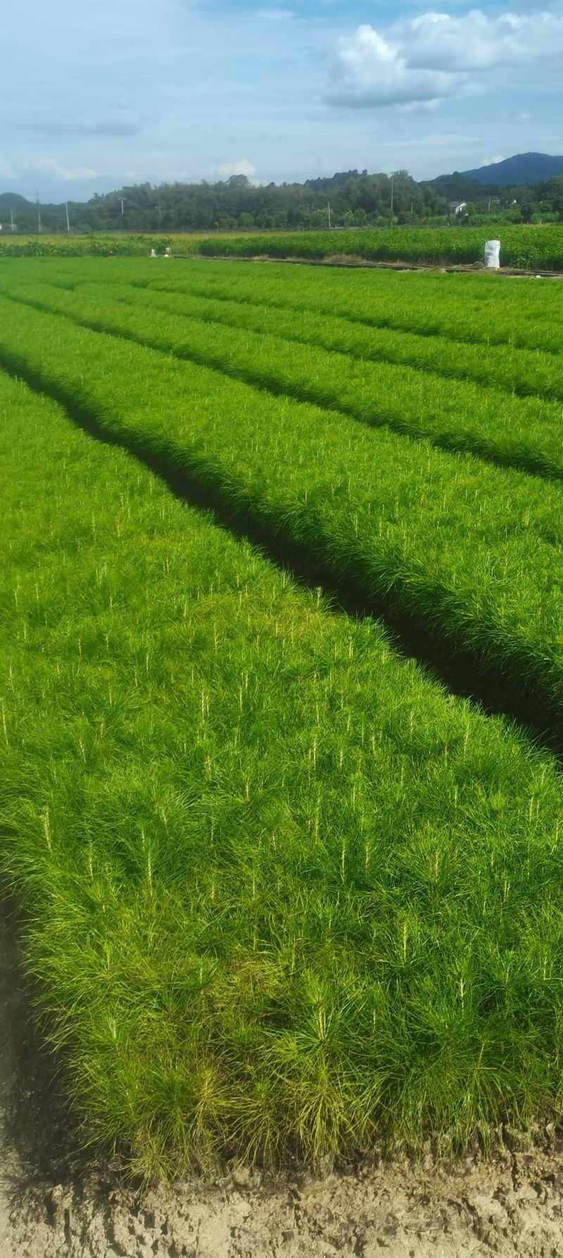 现货供应马尾松苗，湿地松杯苗马尾松杯苗1-5公分湿地松