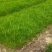 现货供应马尾松苗，湿地松杯苗马尾松杯苗1-5公分湿地松