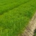 现货供应马尾松苗，湿地松杯苗马尾松杯苗1-5公分湿地松