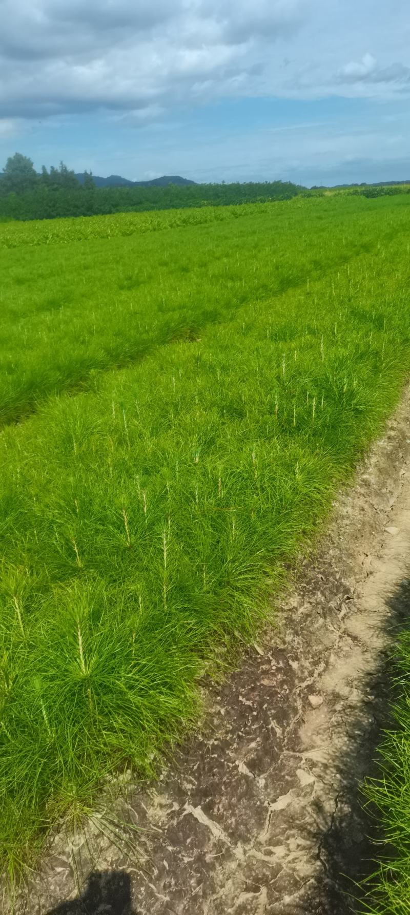 现货供应马尾松苗，湿地松杯苗马尾松杯苗1-5公分湿地松