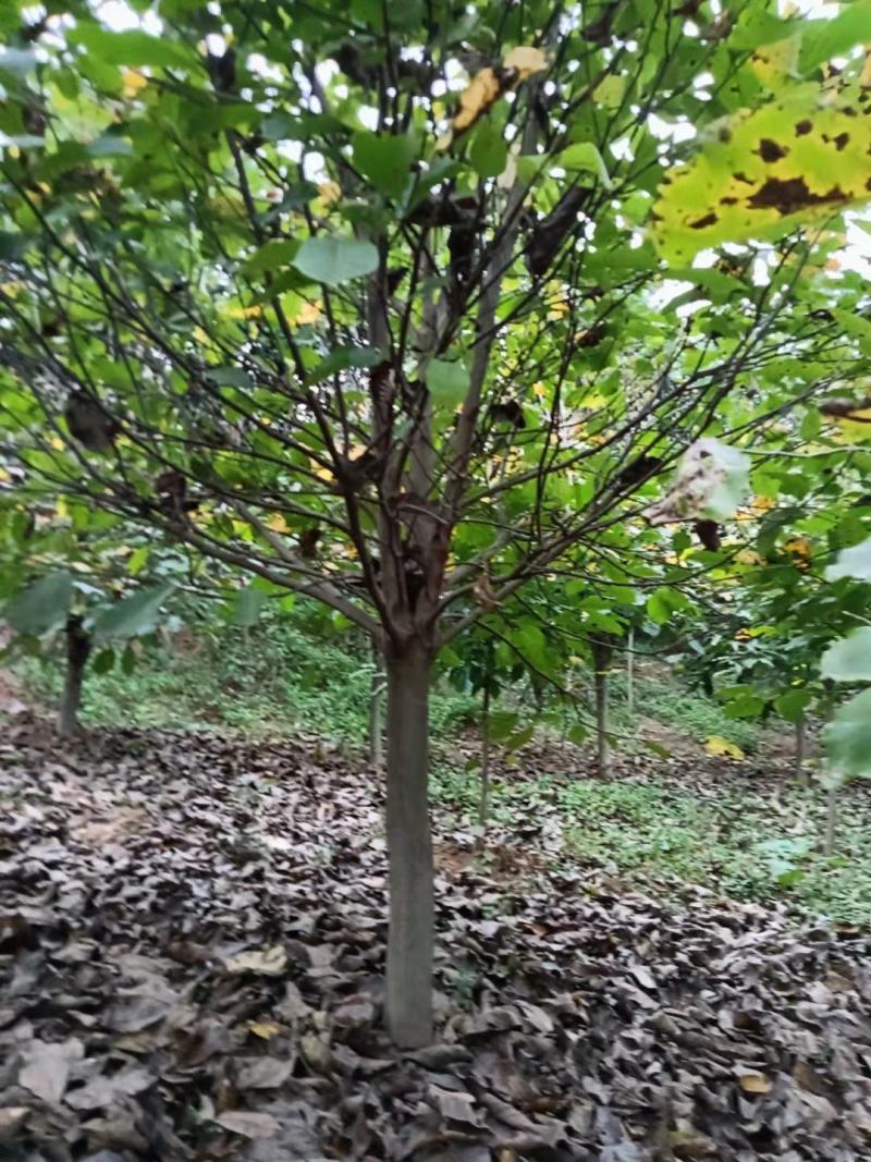精品紫玉兰自由苗圃欢迎大家实地考察