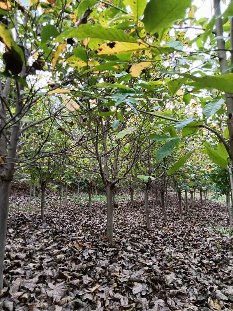 精品紫玉兰自由苗圃欢迎大家实地考察