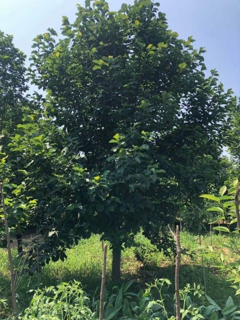 精品紫玉兰自由苗圃欢迎大家实地考察