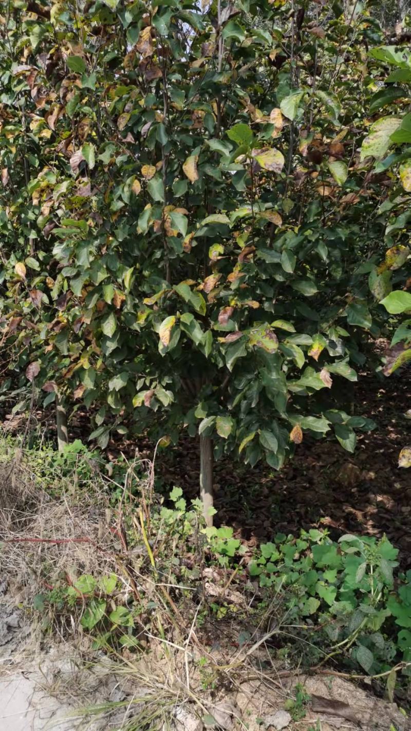 精品紫玉兰自由苗圃欢迎大家实地考察