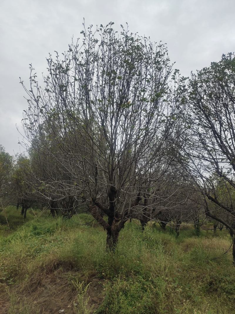 精品紫玉兰自由苗圃欢迎大家实地考察